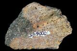 Partial Ankylosaur Scute (Armor Plate) - Aguja Formation, Texas #116638-1